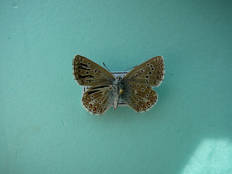 Lysandra bellargus male (aberrant, Giumalau mountain, Romaina, 6-2014) [Internet image property of respective owner, non commercial use only]